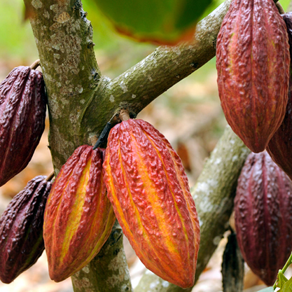 Cacao Fruit, Ecuador