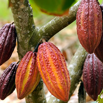 Cacao Fruit, Cocoa & Chocolate Tour