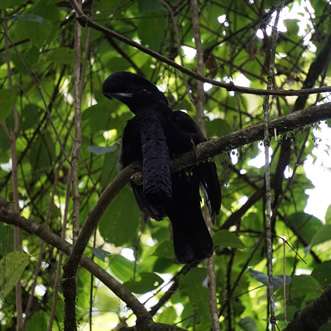 Umbrella bird, Buenaventura Forest Reserve, Ecuador
